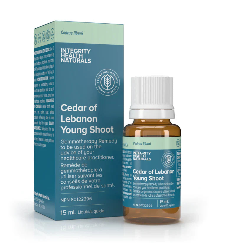 Cedar of Lebanon Young Shoot - Cedrus Libani Image