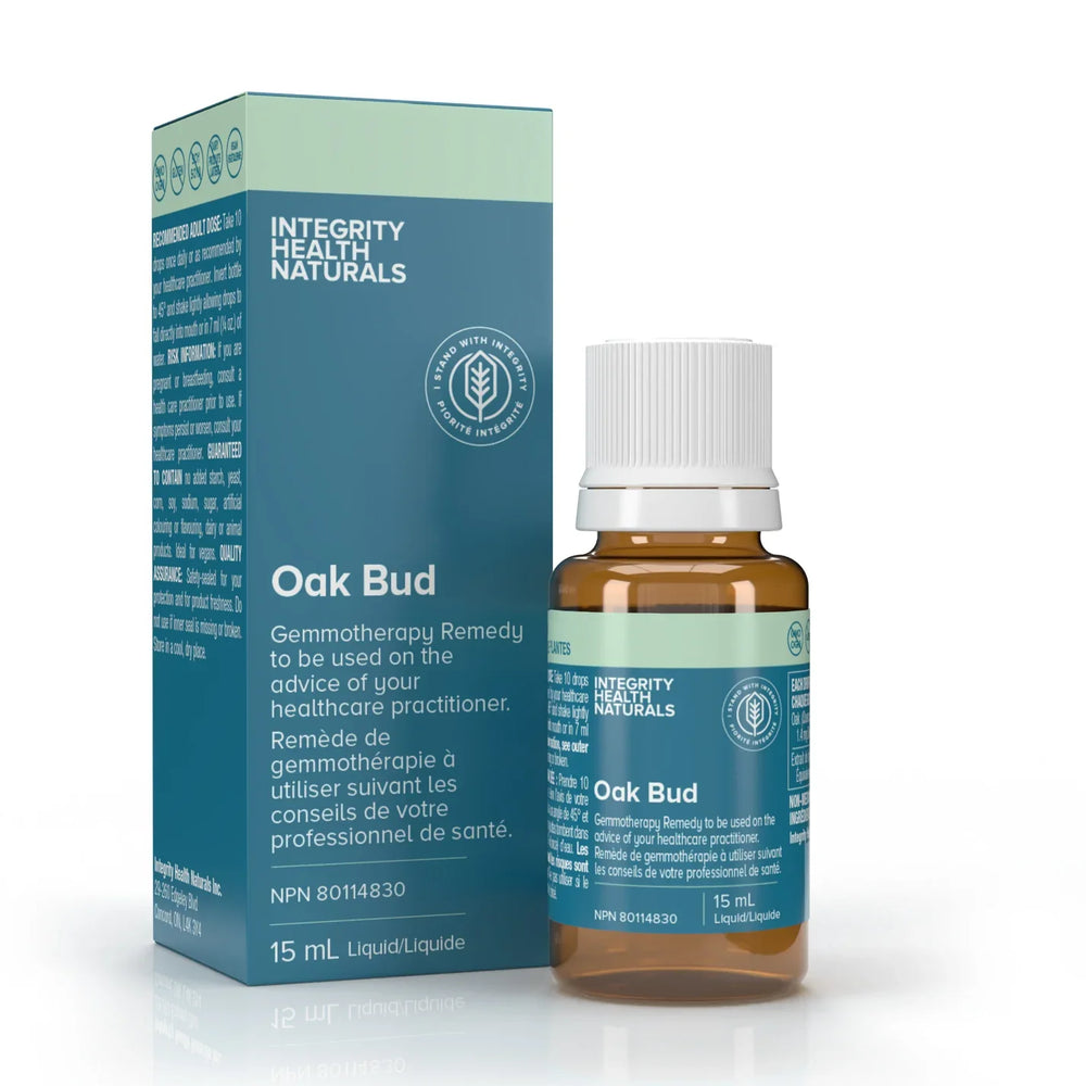 Oak Bud - Quercus robour Image