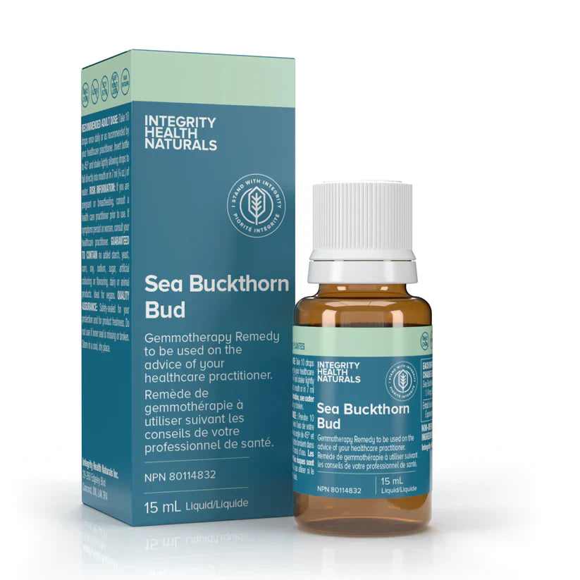 Sea Buckthorn Bud - Hippophae rhamnoides Image