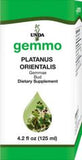 Platanus orientalis  image 1